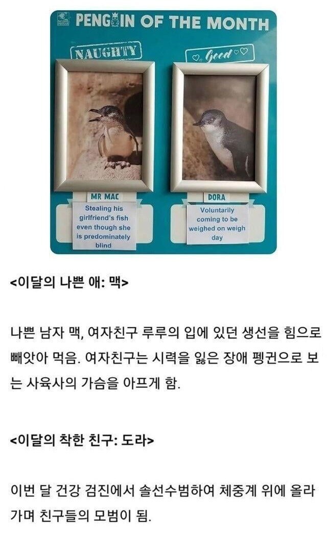 동물원 펭귄계의 이번달 우수사원, 나쁜 사원.jpg_1.jpg