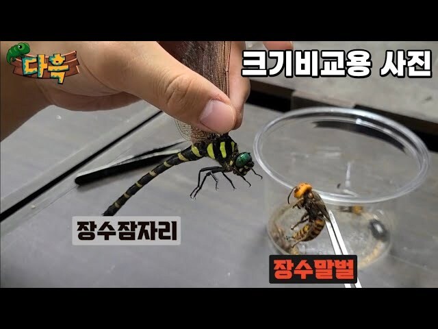 약혐)장수잠자리가 장수말벌 터는 이유_1.png
