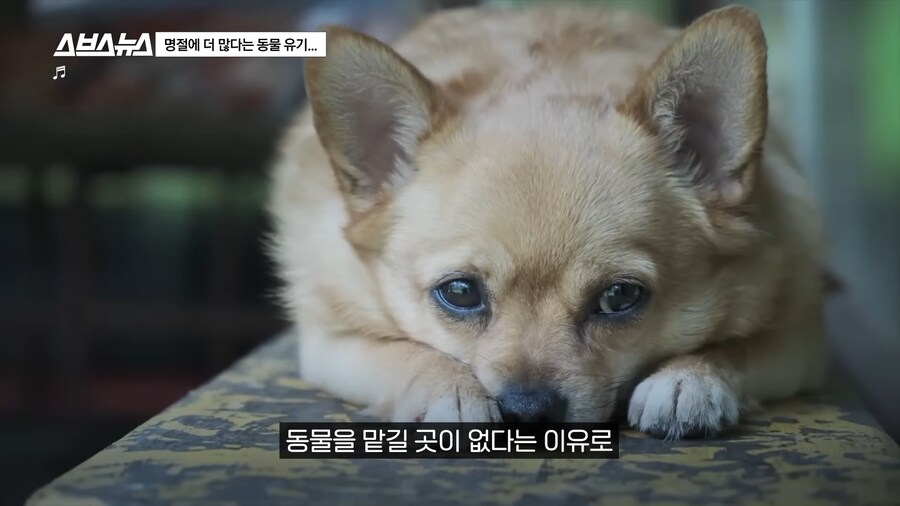 의외로 매년 명절 연휴마다 무너진다는 인류애_31.png