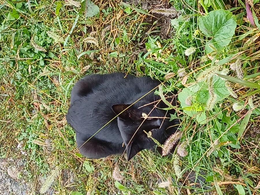 오늘 가는 길에 본 고양이_1.jpg