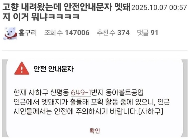멧돼지 레이드 성공한 사하구_1.png