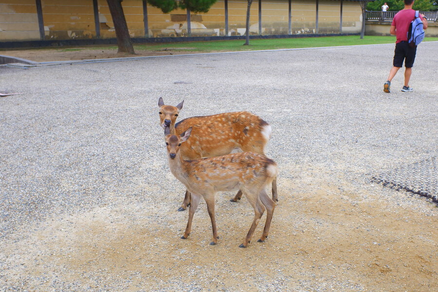 교토 너머, 근교 여행 2부 - 나라 (초스압)_11.jpg