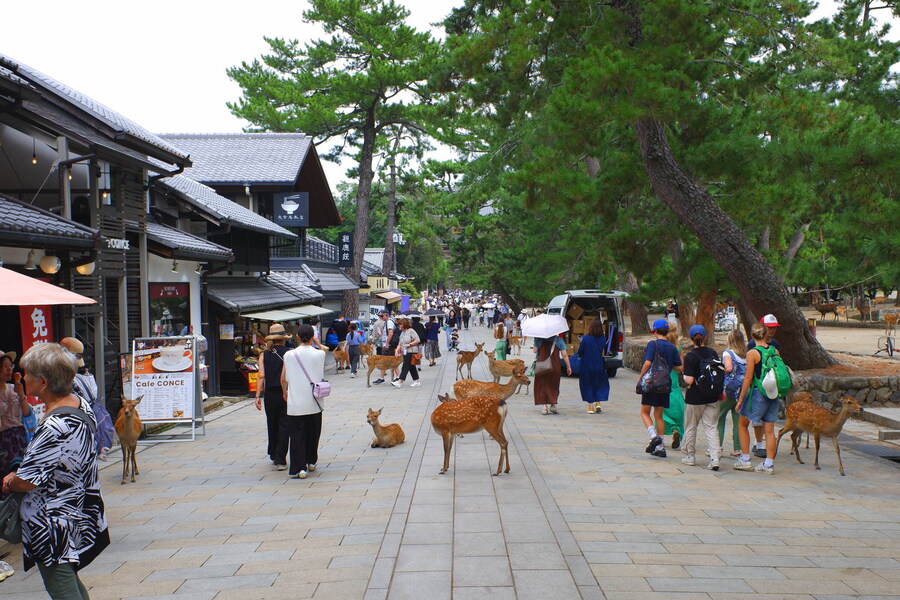 교토 너머, 근교 여행 2부 - 나라 (초스압)_18.jpg