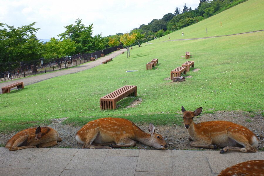 교토 너머, 근교 여행 2부 - 나라 (초스압)_60.jpg
