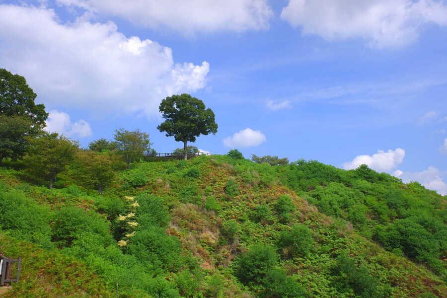교토 너머, 근교 여행 2부 - 나라 (초스압)_74.jpg