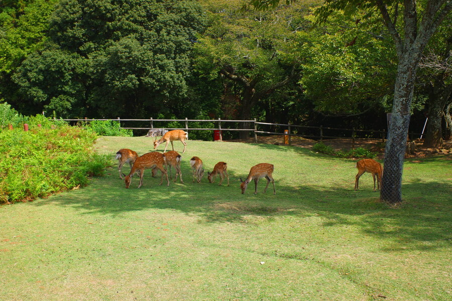 교토 너머, 근교 여행 2부 - 나라 (초스압)_81.jpg