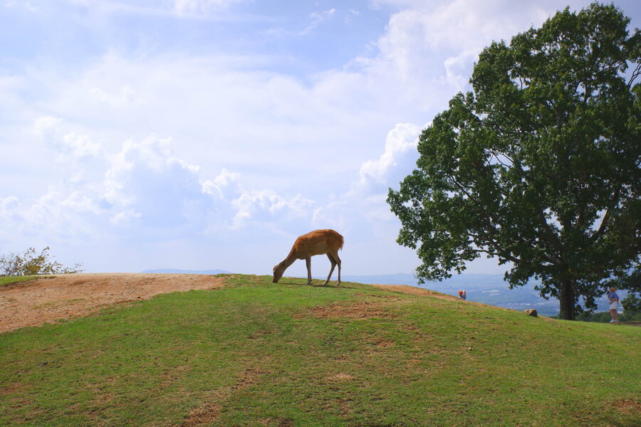 교토 너머, 근교 여행 2부 - 나라 (초스압)_82.jpg