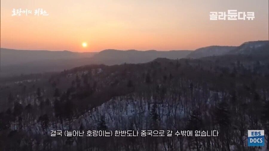 러시아 전문가 : 호랑이나 표범은 이미 한반도에서 복원되었을겁니다_3.jpg