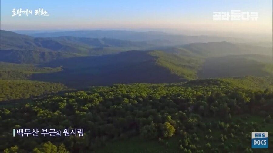 러시아 전문가 : 호랑이나 표범은 이미 한반도에서 복원되었을겁니다_12.jpg
