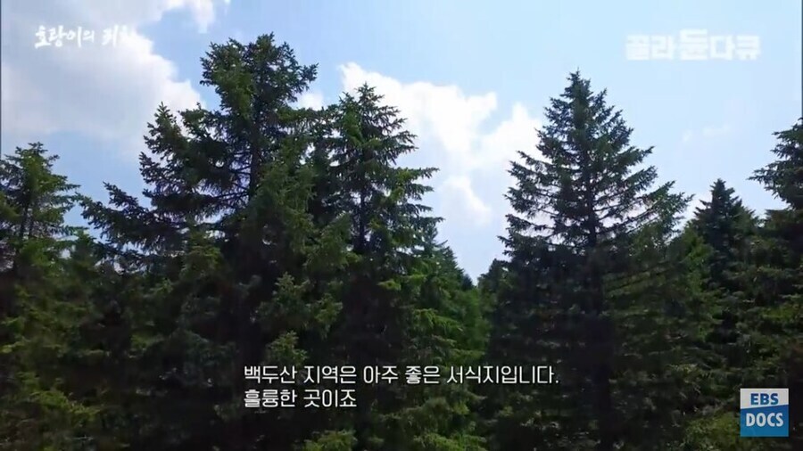러시아 전문가 : 호랑이나 표범은 이미 한반도에서 복원되었을겁니다_14.jpg