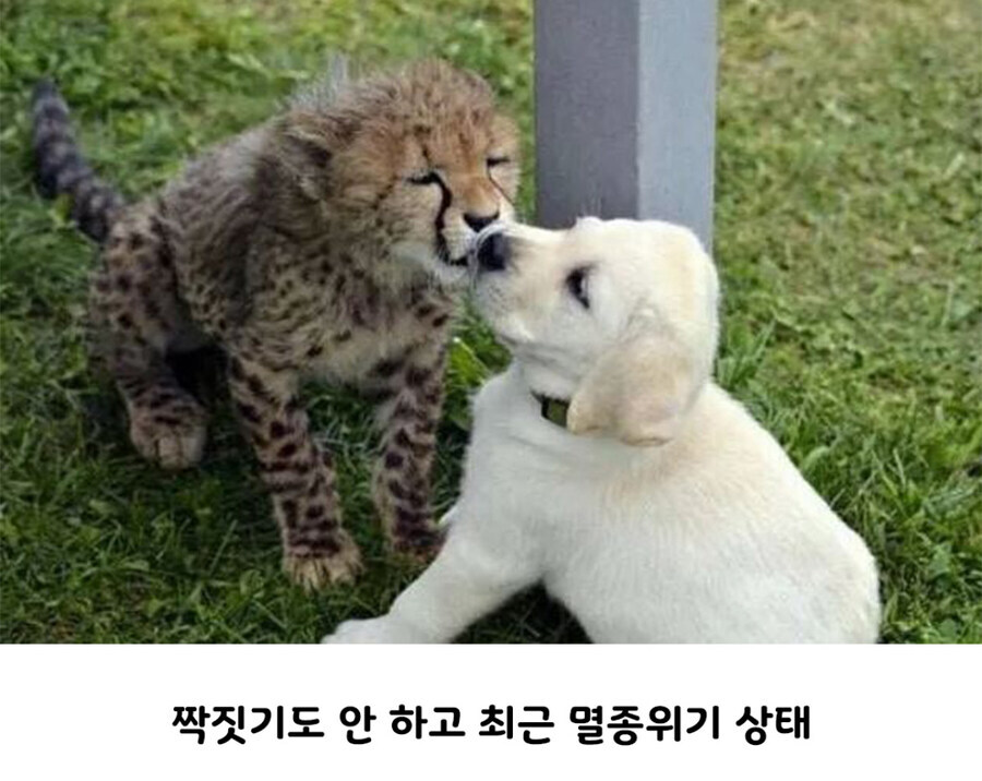 아싸 찐따 히키코모리 치타들 사회성 길러주는 친구.jpg_2.jpg