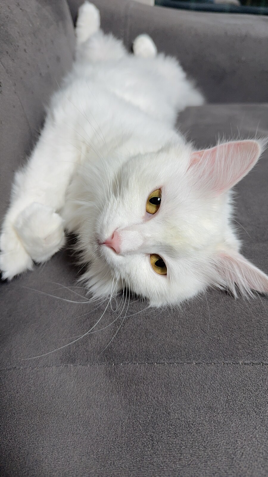 너넨 고양이 키우지마라_1.jpg