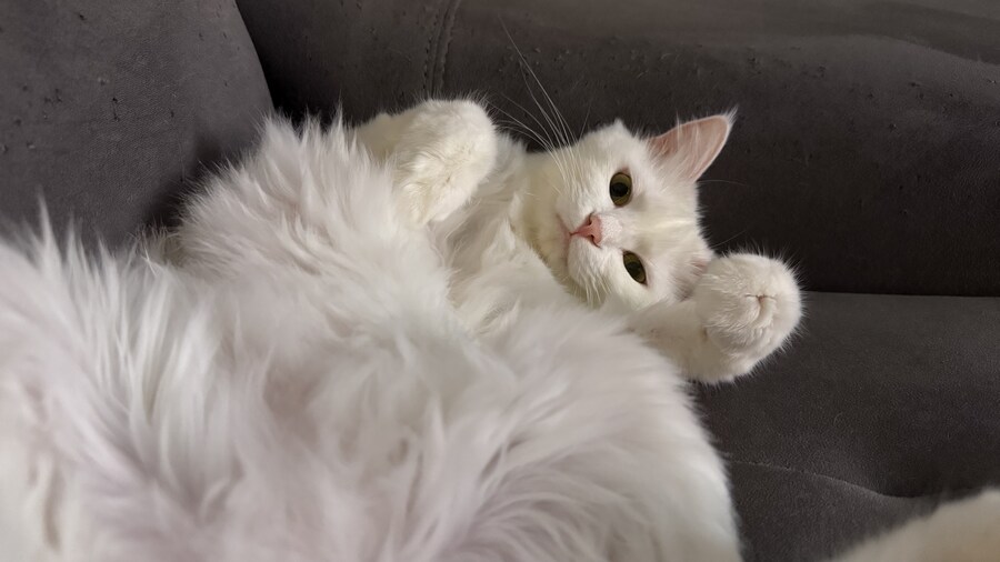 너넨 고양이 키우지마라_3.jpg