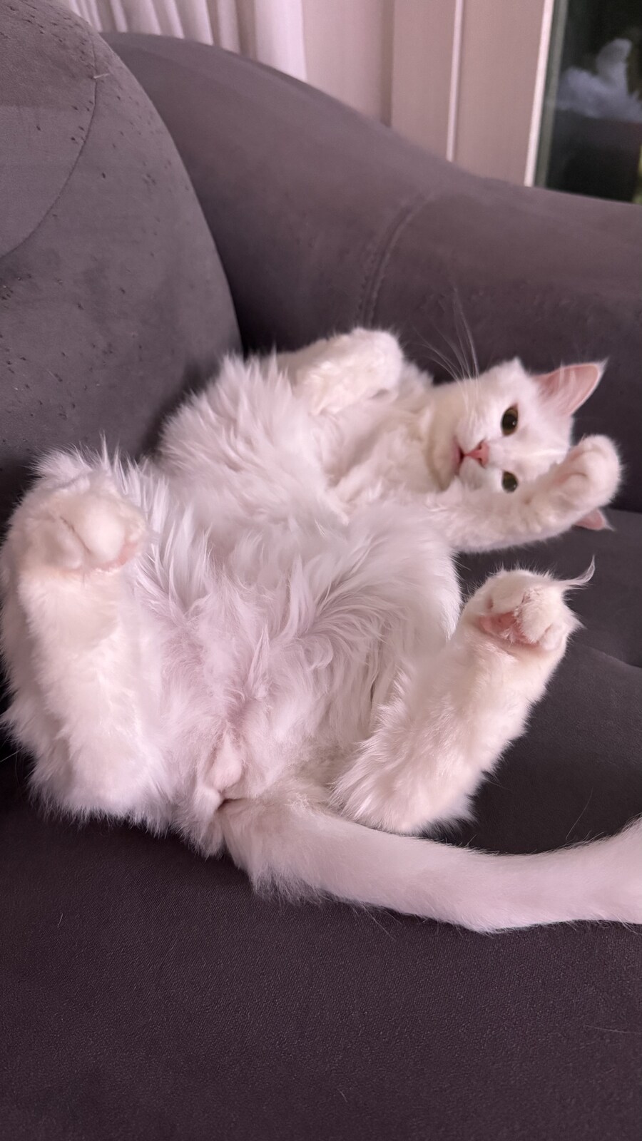 너넨 고양이 키우지마라_5.jpg