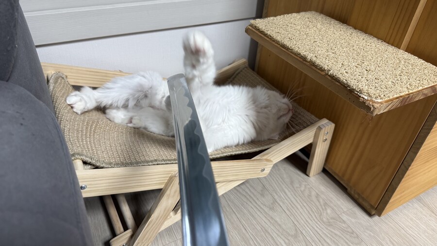 너넨 고양이 키우지마라_6.jpg