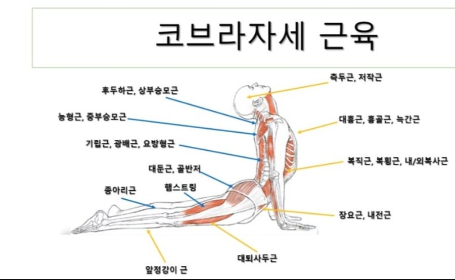 요가)코브라 자세_1.jpg