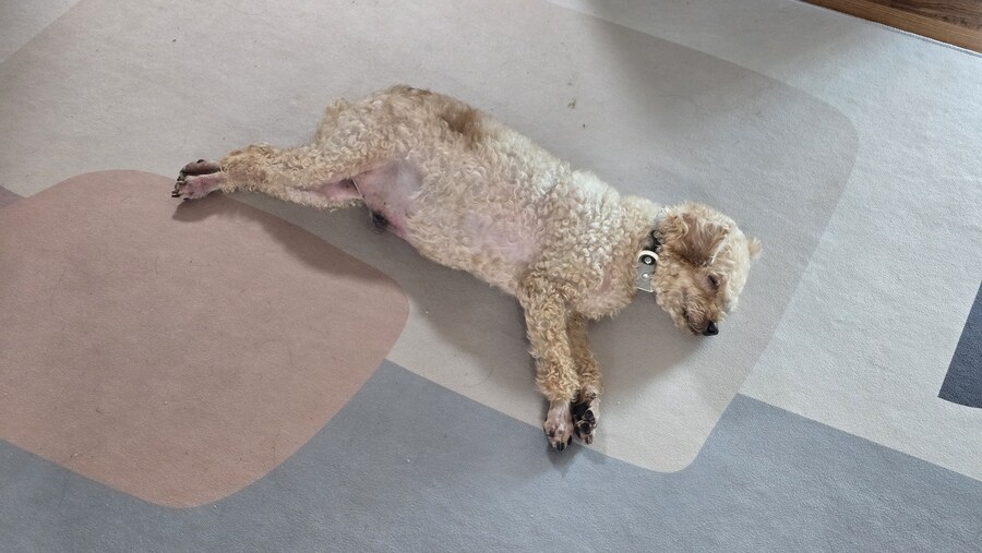 개가 저녁되니까 기운좀 나나봐_1.jpg