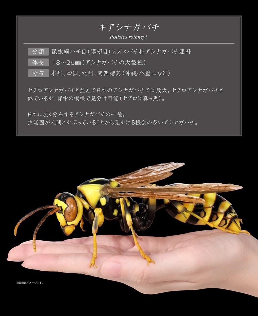 [반다이가샤폰] 생물대도감 어드밴스 쌍살벌_6.jpg
