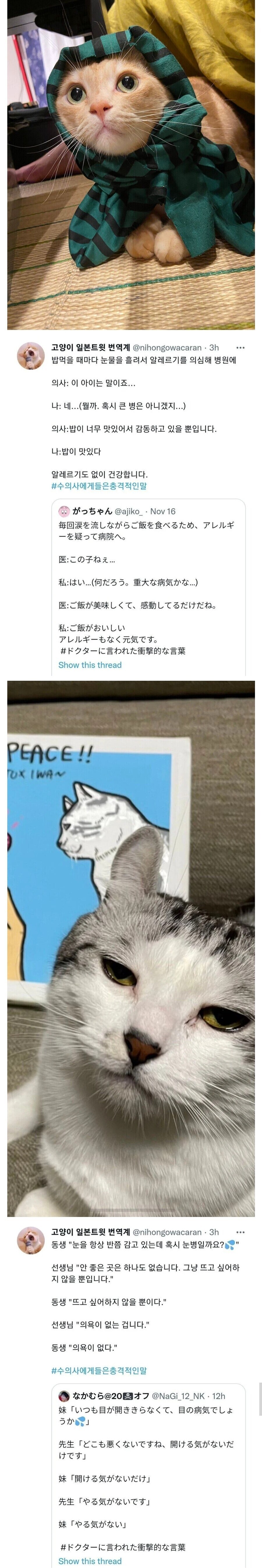 쉽지않은 고양이의 인생_1.jpg