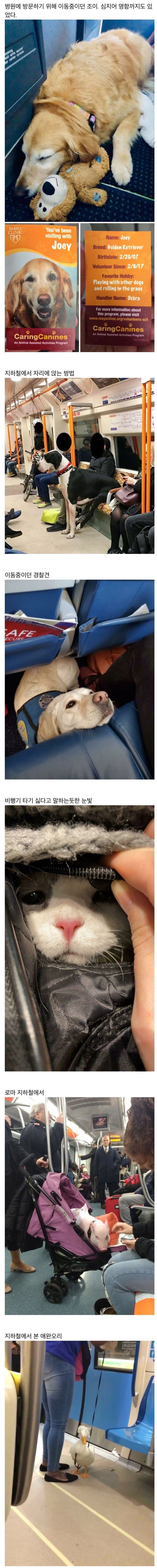 대중교통 안에서 만난 특이한 승객들_2.png