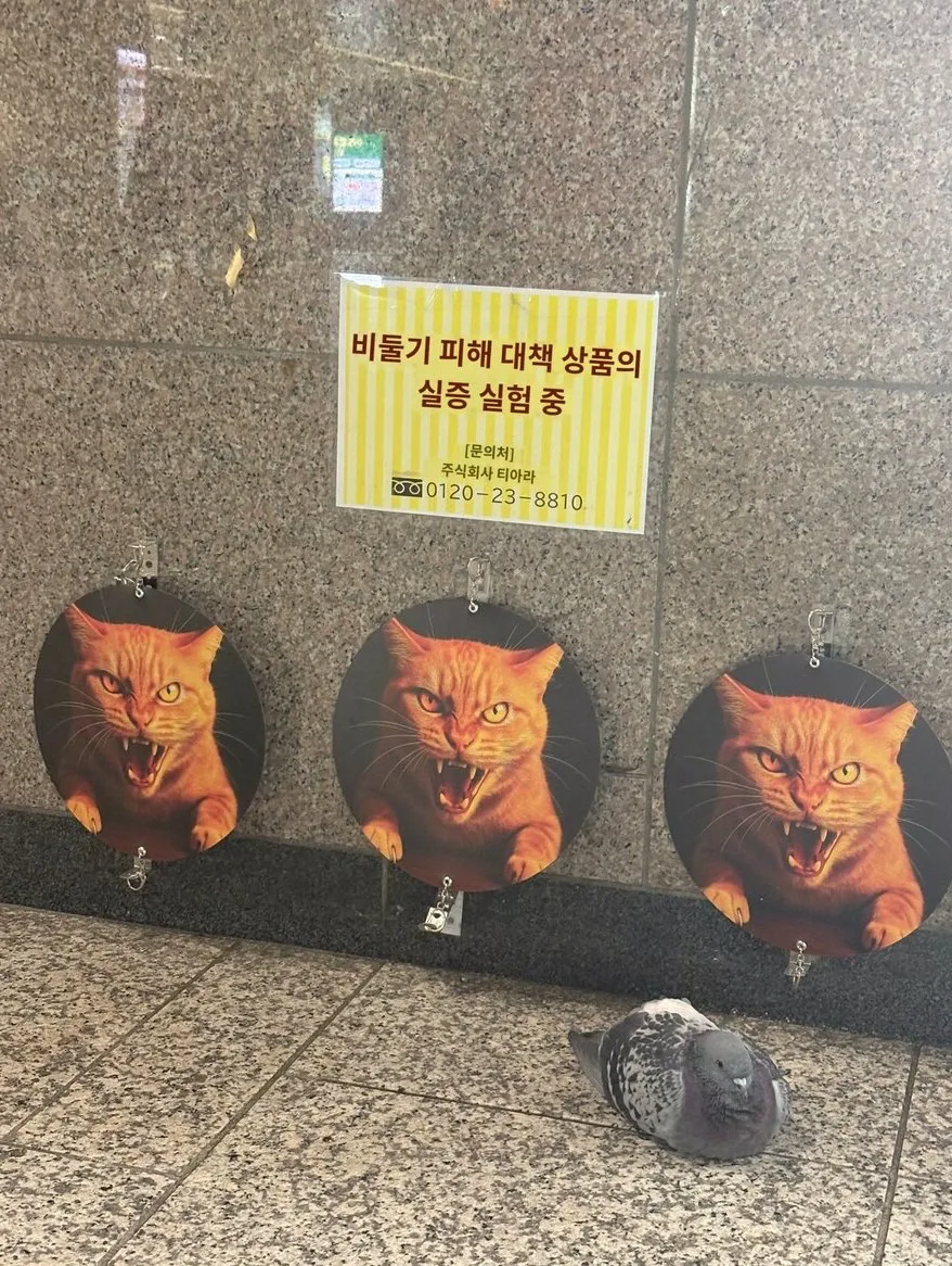 비둘기로 심각한 피해를 입고있는 일본의 대책 . jpg_1.webp