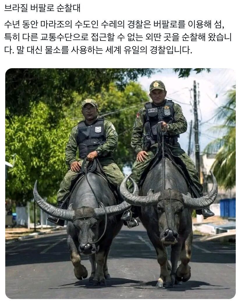 세계 최초 물소 라이더 경찰.gif_1.jpg