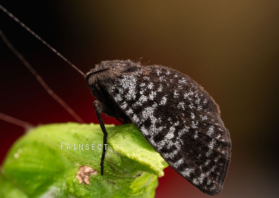 [곤충][기생주의]매미에 기생하는 나방입니다._5.jpg