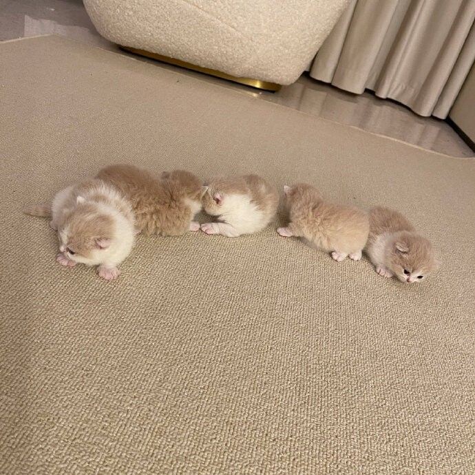 5개 조랭이떡.jpg_3.jpg