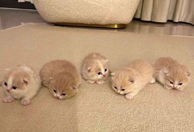 5개 조랭이떡.jpg_4.jpg