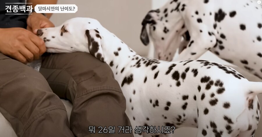 보더콜리보다도 더하다는 견종.JPG_11.png
