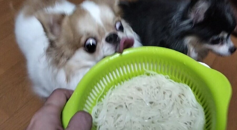 일본의 도둑견 근황_1.jpg