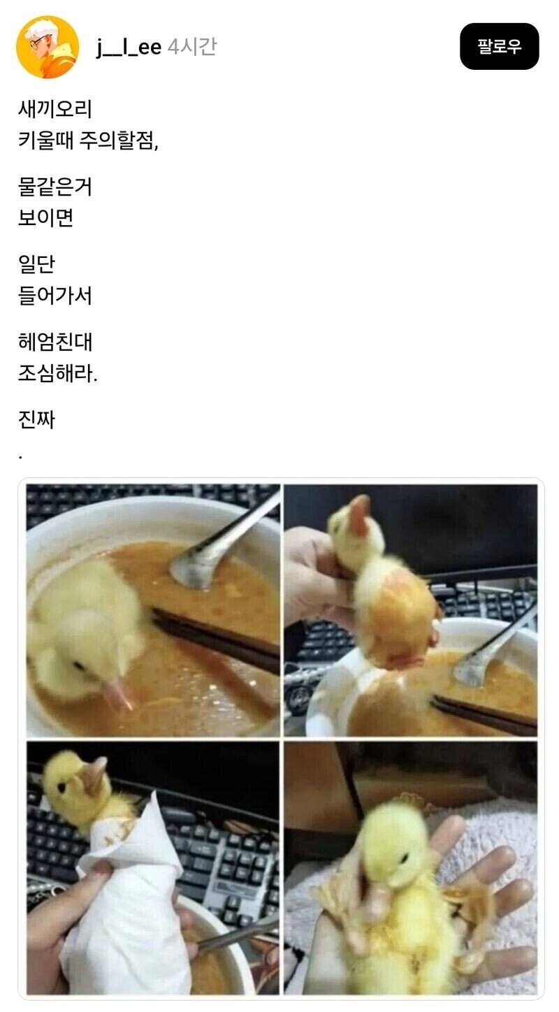 새끼오리 키울때 주의할점_1.png