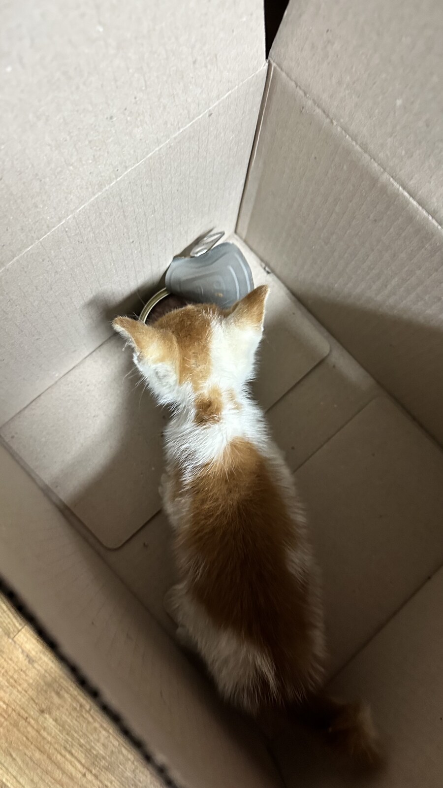 결국 죽어가던 놈 살려봤다_4.jpg