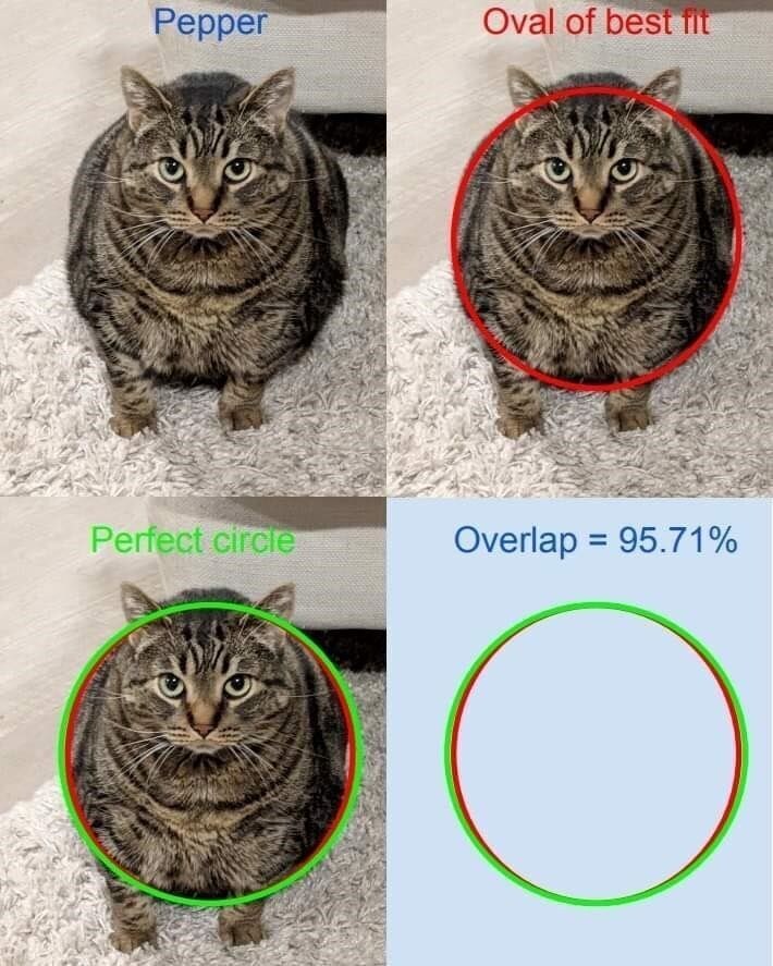 고양이=○.jpg_1.jpg