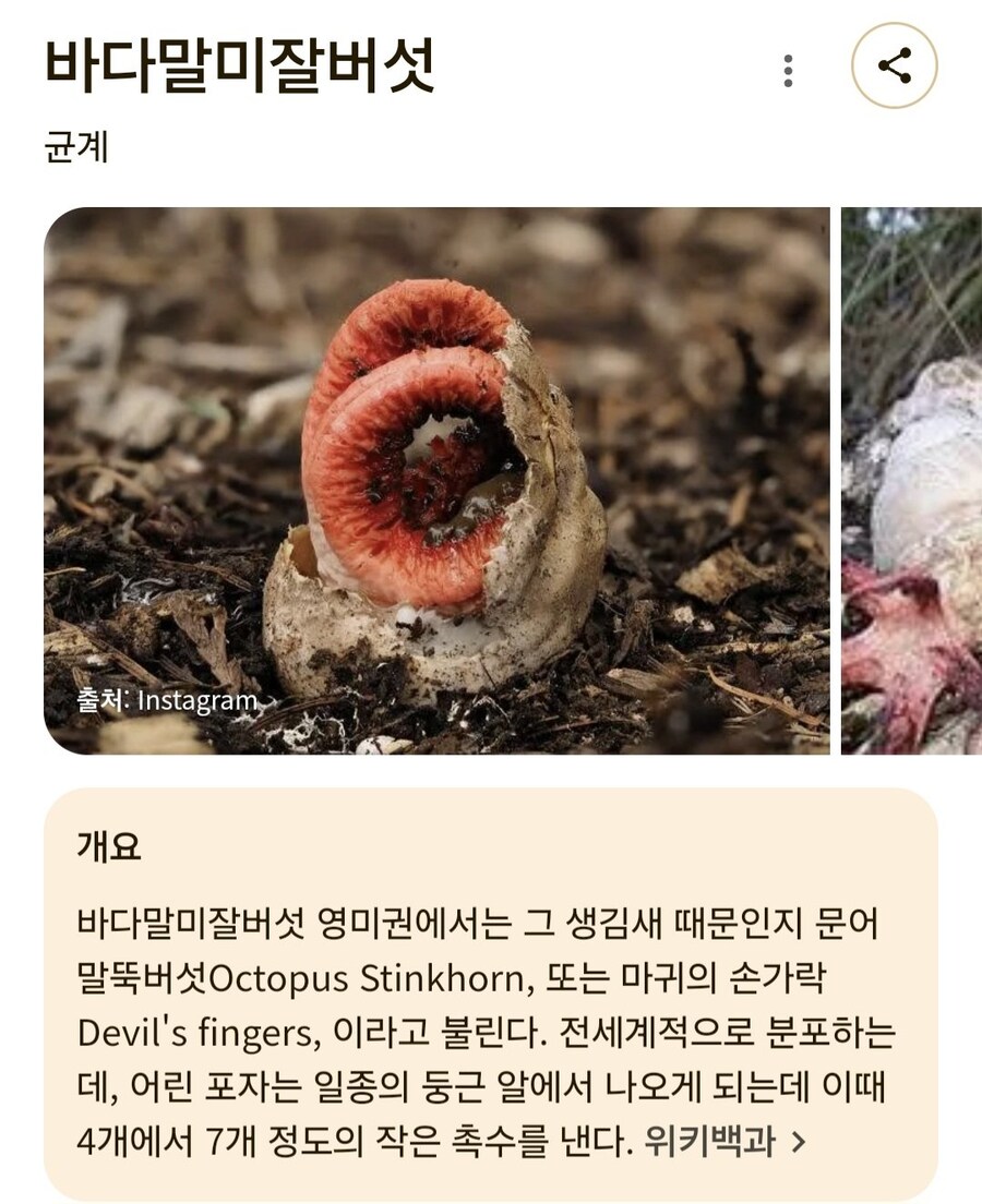 기괴하게 생겼지만 독버섯은 아닙니다.jpg_8.jpg