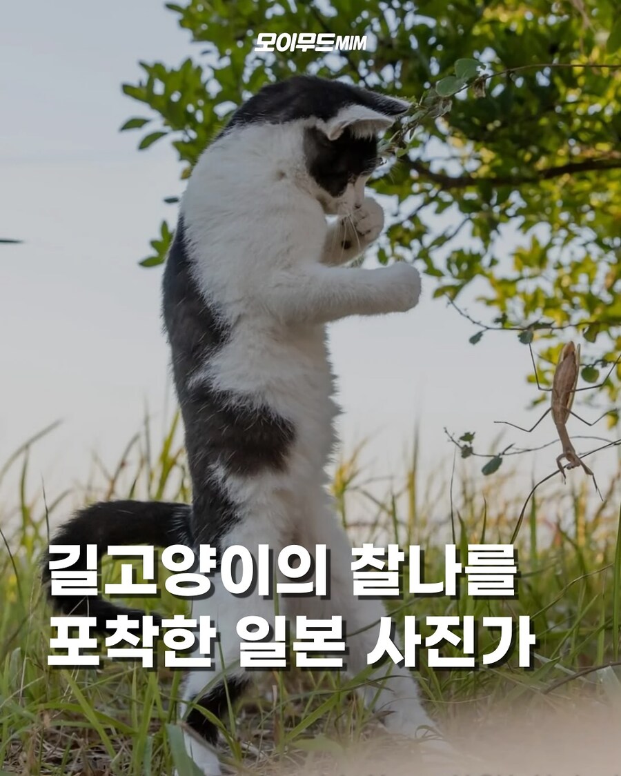 길냥이 찰나를 포착한 일본 사진가..._1.jpg