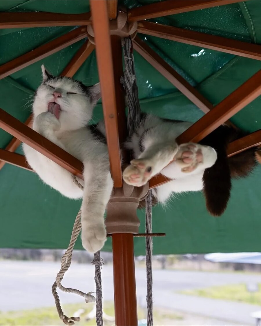 길냥이 찰나를 포착한 일본 사진가..._3.jpg