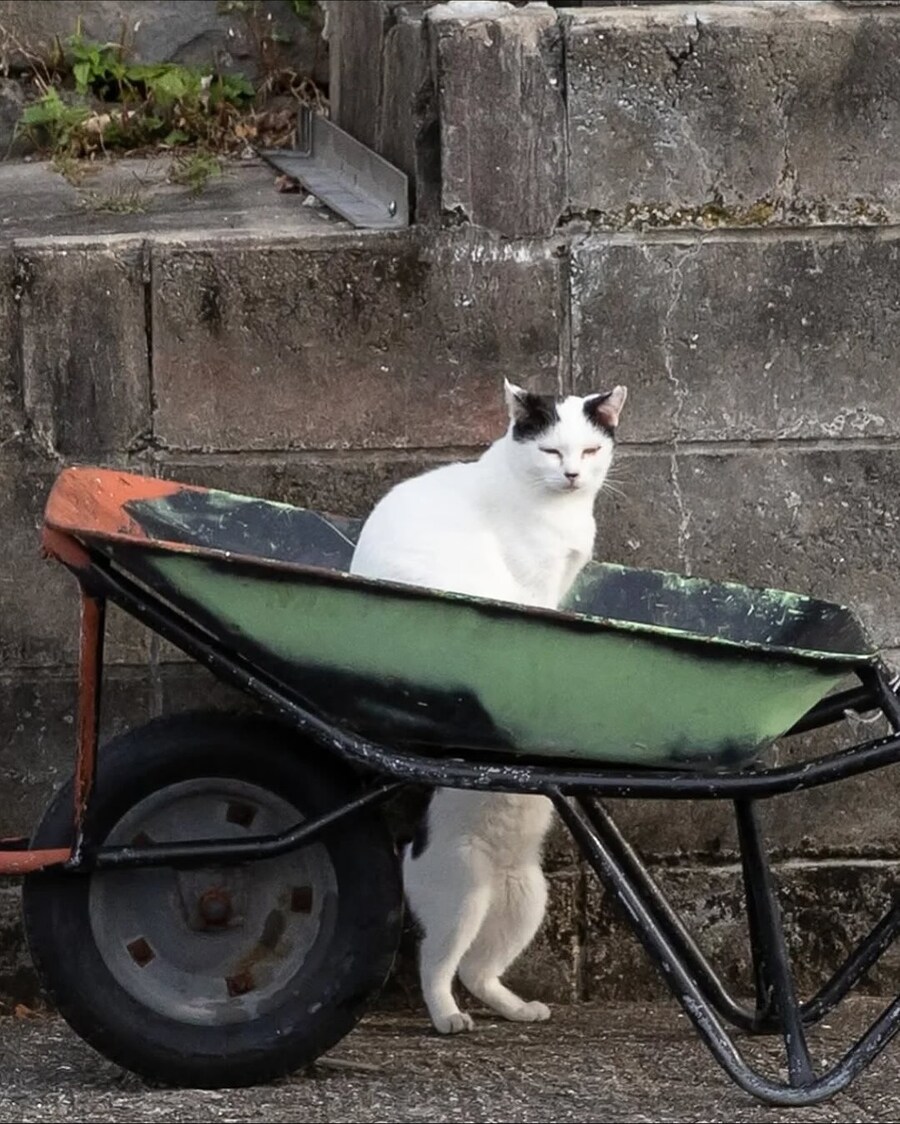 길냥이 찰나를 포착한 일본 사진가..._5.jpg