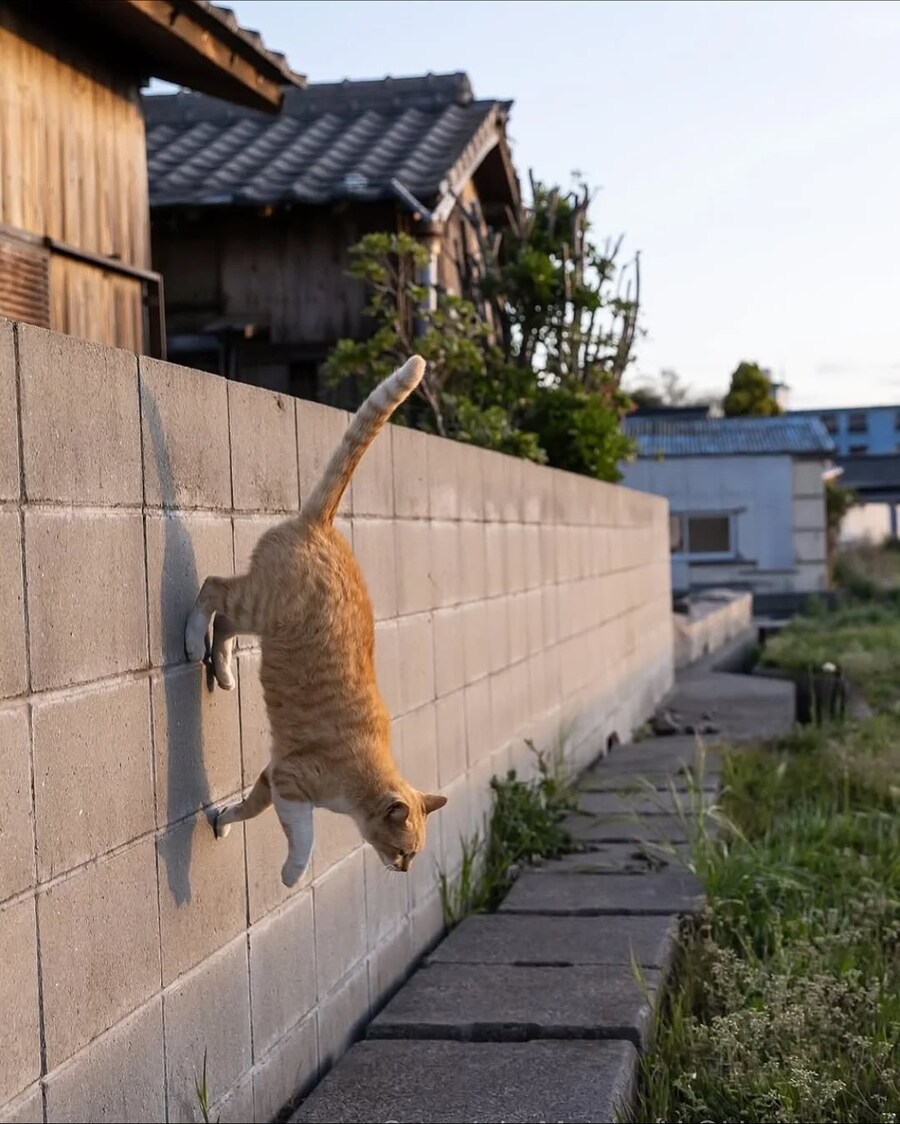길냥이 찰나를 포착한 일본 사진가..._6.jpg