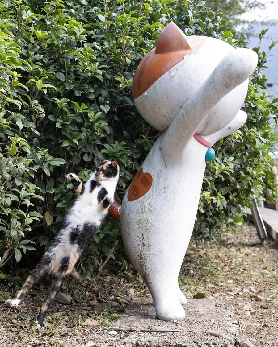길냥이 찰나를 포착한 일본 사진가..._7.jpg