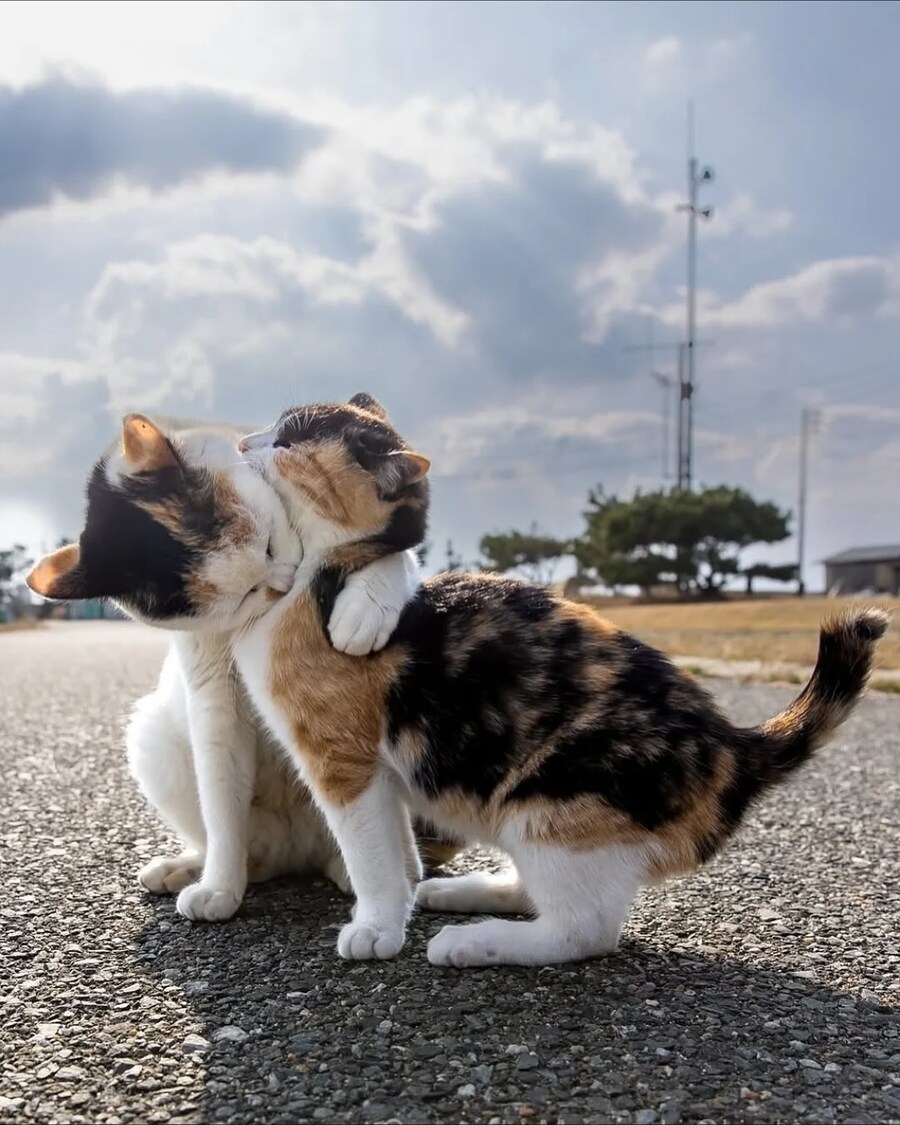 길냥이 찰나를 포착한 일본 사진가..._10.jpg