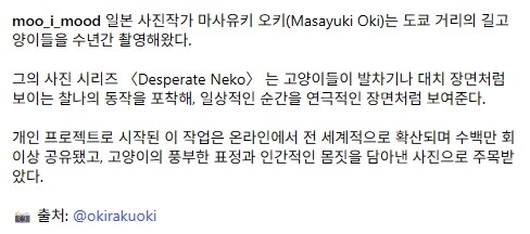 길냥이 찰나를 포착한 일본 사진가..._20.jpg