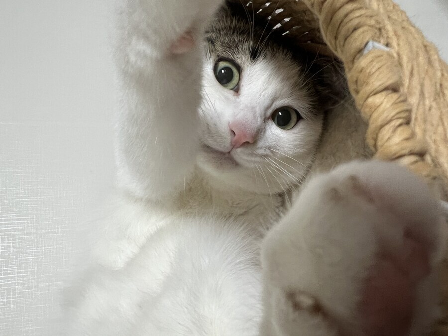 고양이vs강아지?_1.jpg