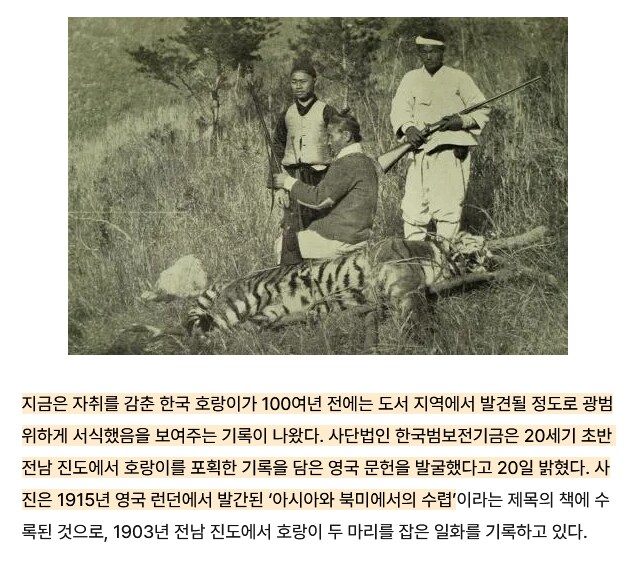 진돗개가 호랑이 잡았다는 얘기가 사실일 수도 있는 이유_1.png