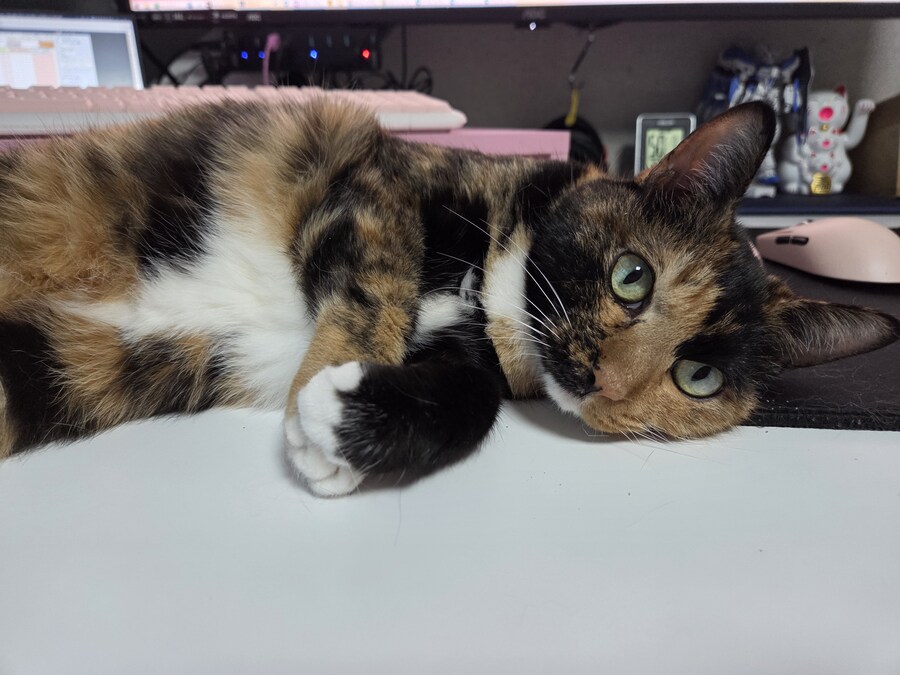 저의 14살 고양이를 떠나 보냈습니다_4.jpg