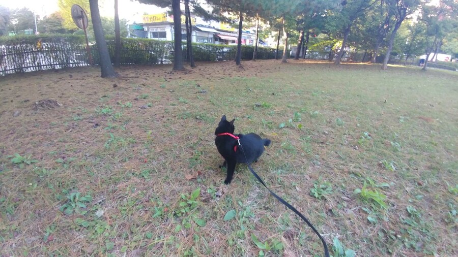 인기없는 검은 똥괭이 산책_9.jpg