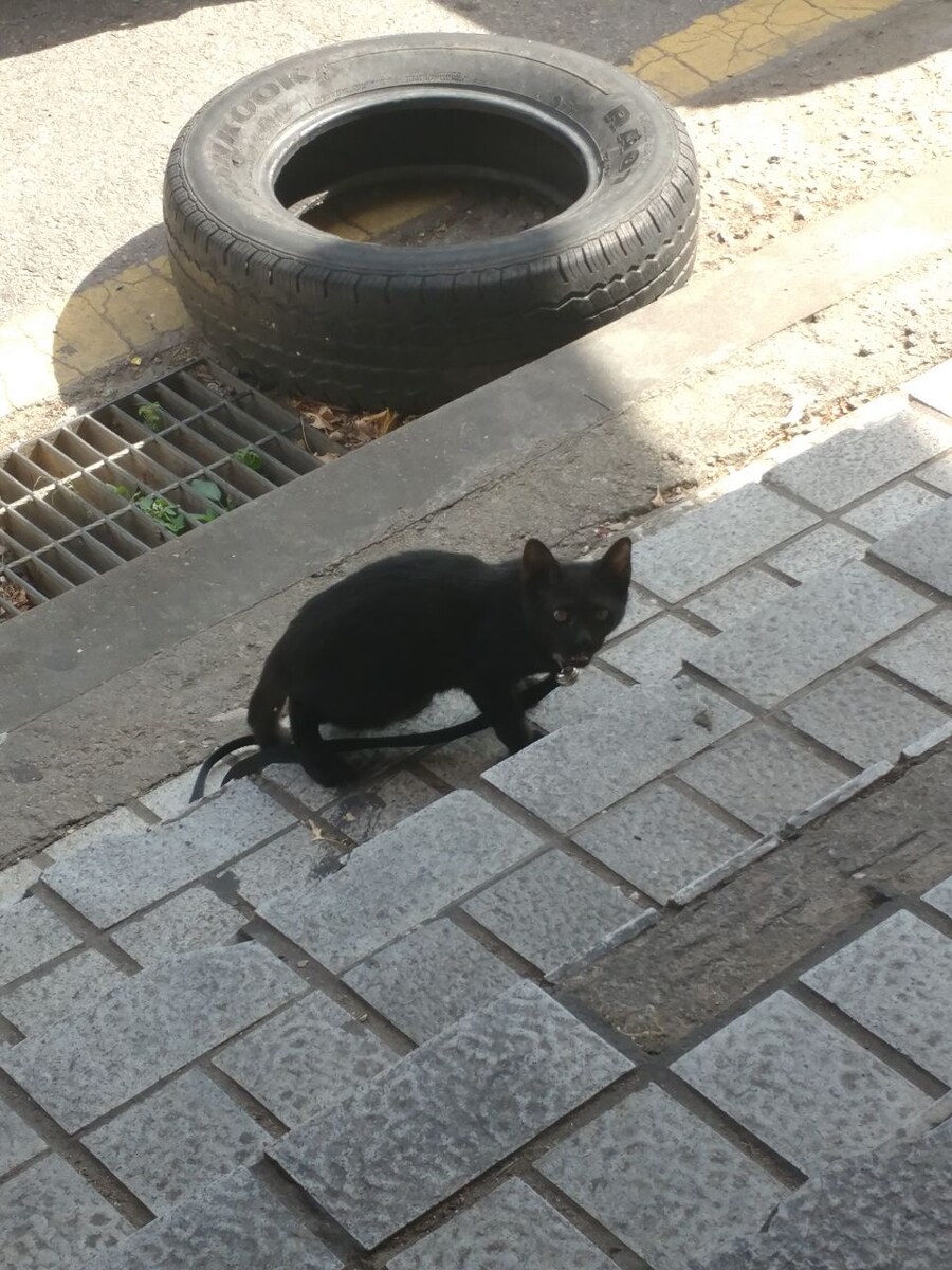 인기없는 검은 똥괭이 산책_19.jpg