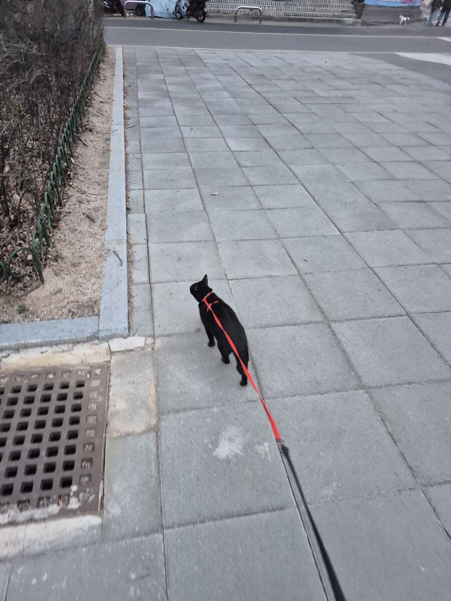 인기없는 검은 똥괭이 산책_23.jpg