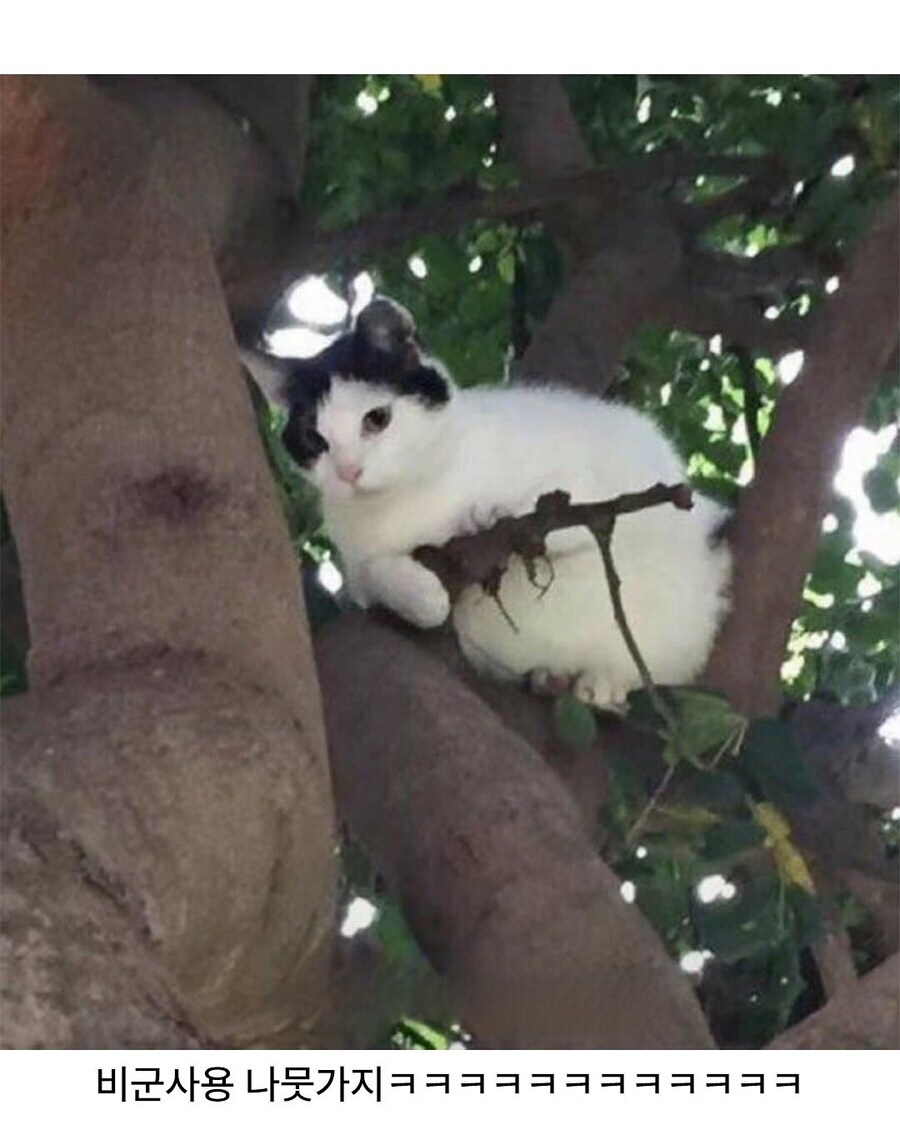 나무 위에 소총 든 고양이가 있어요!_2.jpg