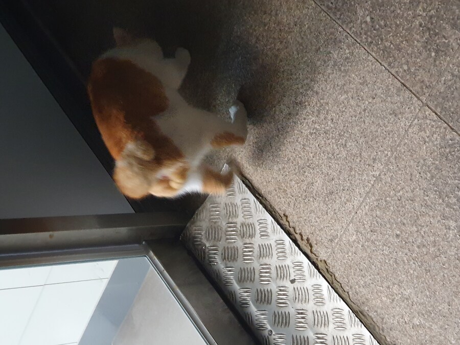 편냥이)쫓껴남_1.jpg